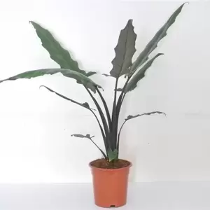 Alocasia lauterbachiana 17cm - image 2