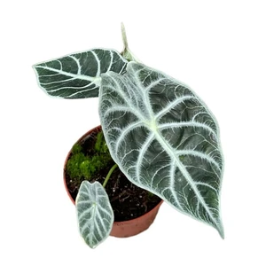 Alocasia watsonia 'Lightning'