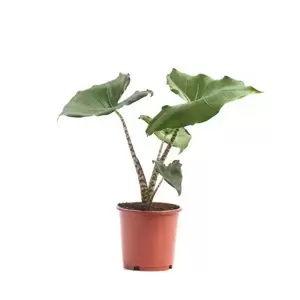 Alocasia 'Little Zebrina'