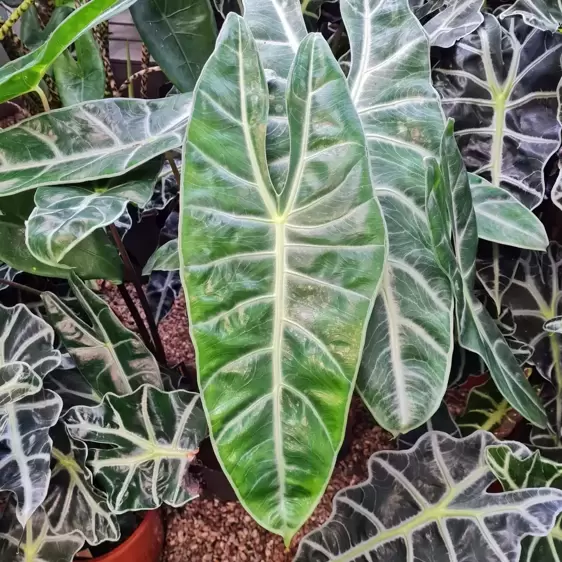 Alocasia longiloba