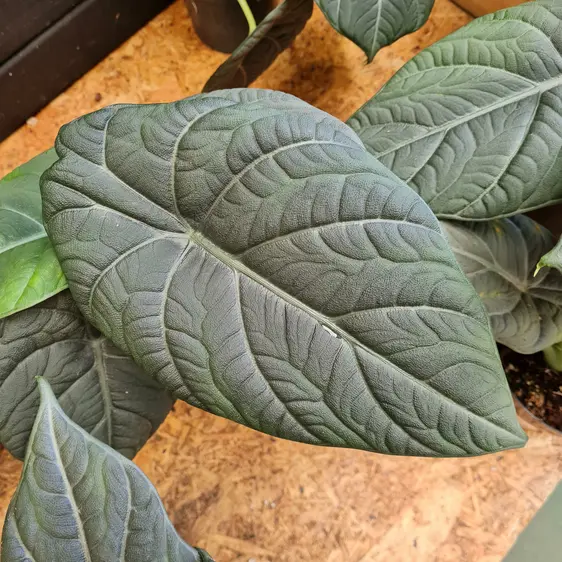 Alocasia maharani 'Grey Dragon'