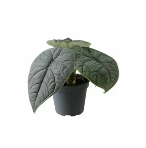 Alocasia 'Melo' 6cm