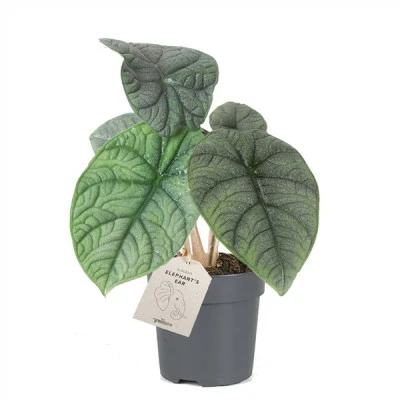 Alocasia 'Melo' 11cm