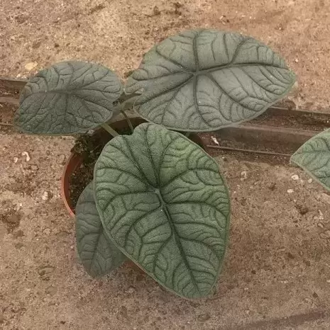 Alocasia 'Melo' 14cm - image 1