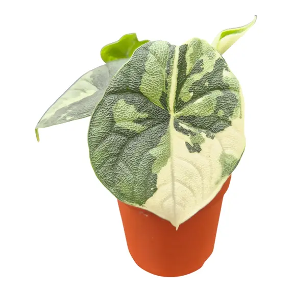 Alocasia 'Melo Albo Variegated' 7cm