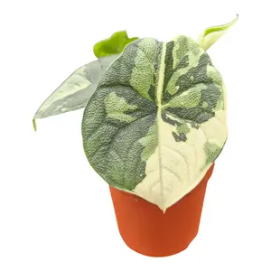 Alocasia 'Melo Albo Variegated' 7cm