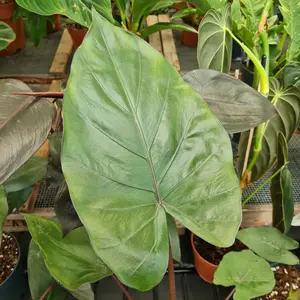 Alocasia 'Metalhead'