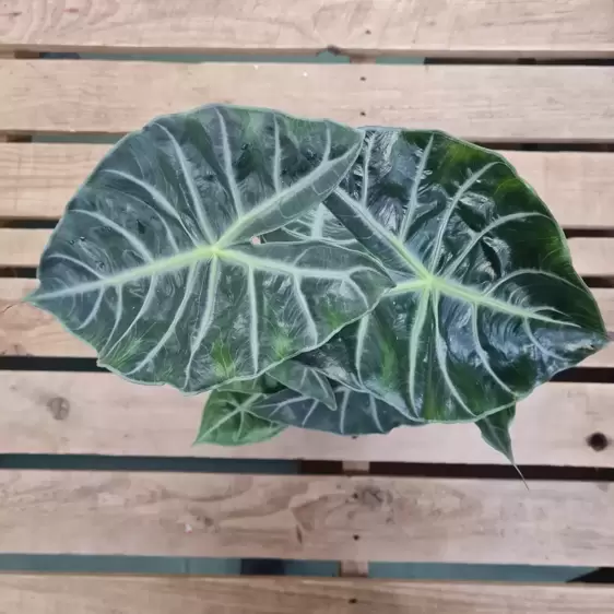 Alocasia 'Nairobi Nights' - image 2