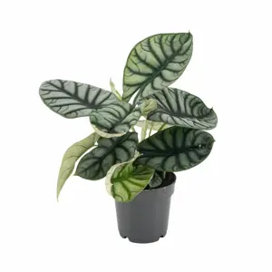Alocasia nebula 14cm