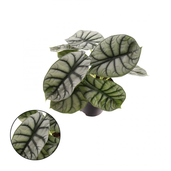 Alocasia nebula 'Silver' 14cm