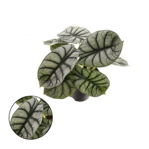 Alocasia nebula 'Silver' 14cm