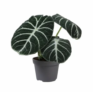 Alocasia 'Ninja' 10cm