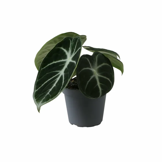 Alocasia 'Ninja' 6cm