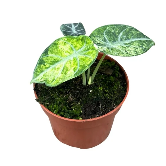 Alocasia 'Ninja Tricolour'