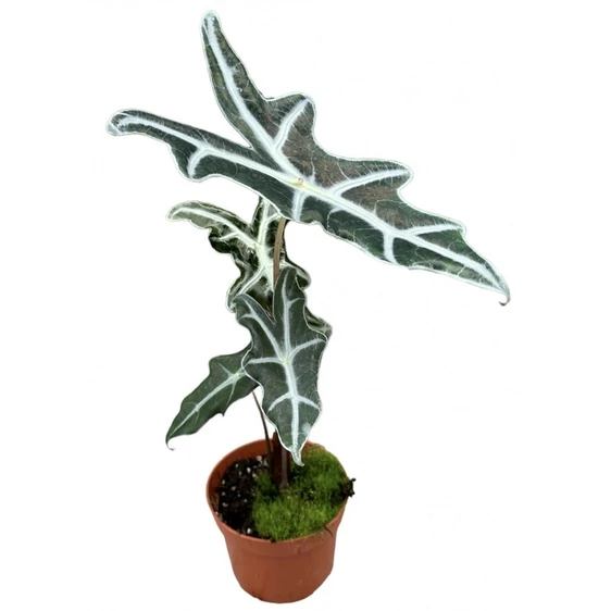 Alocasia nobilis 10.5cm