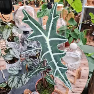 Alocasia nobilis 14cm