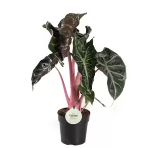 Alocasia 'Pink Dragon' 12cm