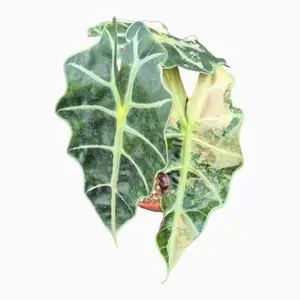 Alocasia 'Pink Polly Variegata'