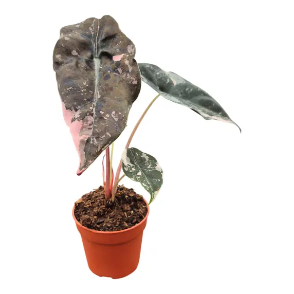 Alocasia chantrieri 'Pink Variegated'