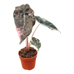 Alocasia 'Pink Variegated'