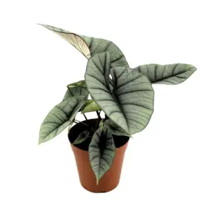 Alocasia 'Platinum' 11cm