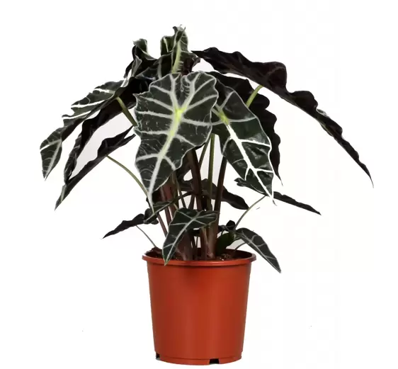 Alocasia 'Polly' 17cm - image 2