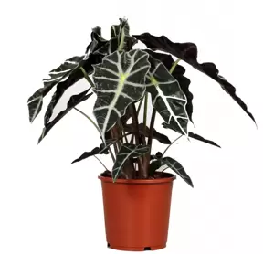 Alocasia 'Polly' 17cm - image 2