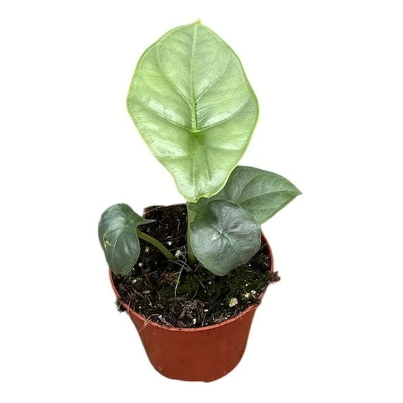 Alocasia puncakborneensis