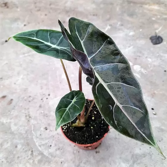 Alocasia 'Purple Prince'