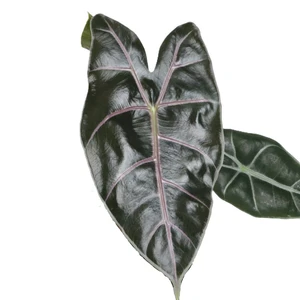 Alocasia longiloba 'Purple Vein'