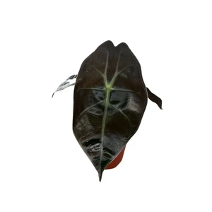 Alocasia 'Red Petiole' 6cm