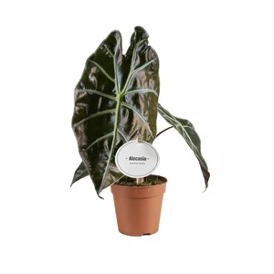 Alocasia 'Red Petiole' 12cm
