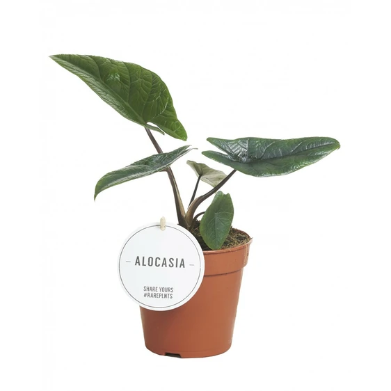 Alocasia scalprum 12cm