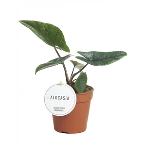 Alocasia scalprum 12cm