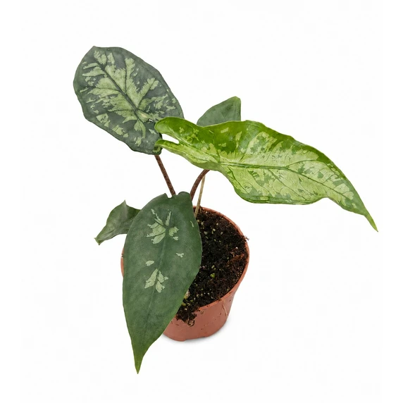 Alocasia 'Shattered Glass'