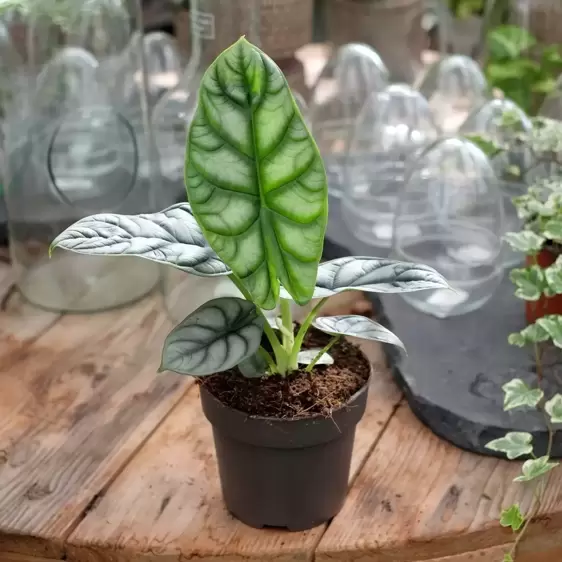 Alocasia 'Silver Dragon' 12cm - image 1