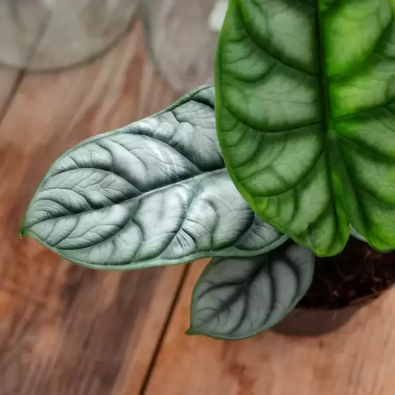 Alocasia 'Silver Dragon' 11cm - image 2