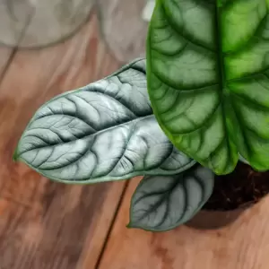 Alocasia 'Silver Dragon' 12cm - image 2
