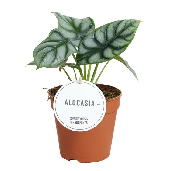 Alocasia 'Silver Dragon' 12cm - image 3