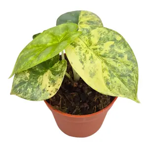 Alocasia 'Silver Dragon Variegata' 12cm - image 1