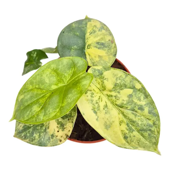 Alocasia 'Silver Dragon Variegata' 12cm - image 2