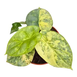 Alocasia 'Silver Dragon Variegata' 12cm - image 2