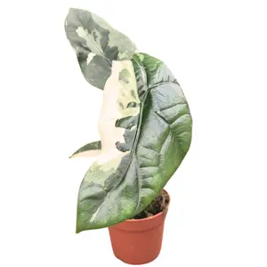 Alocasia 'Simpo Variegata' - image 1