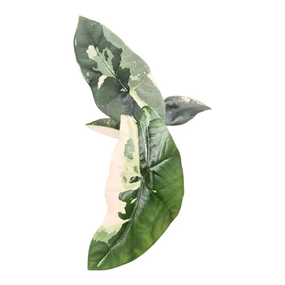 Alocasia 'Simpo Variegata' - image 2