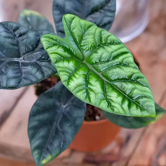 Alocasia sinuata 14cm - image 1