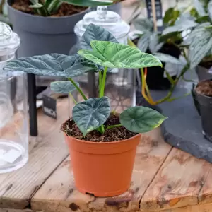 Alocasia sinuata 14cm - image 2