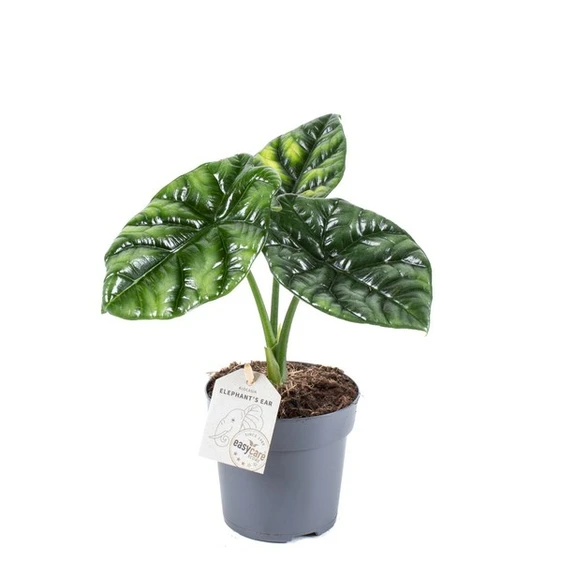 Alocasia sinuata 11cm - image 2