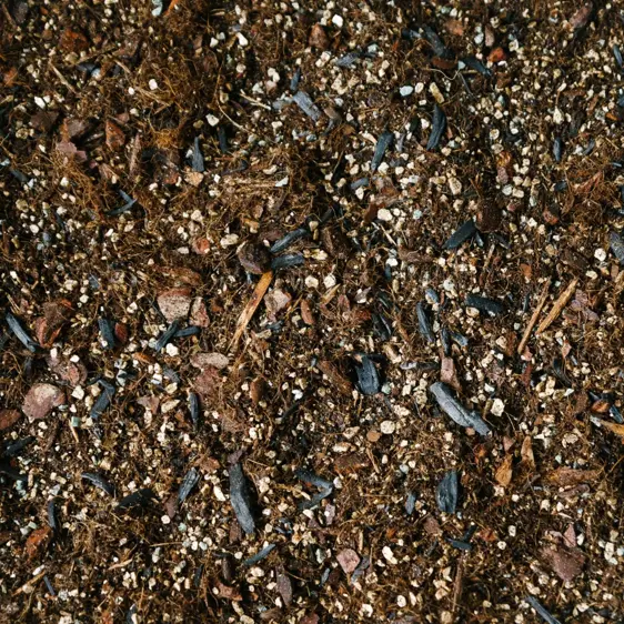 Alocasia Soil Mix Blend 2.5L - image 1