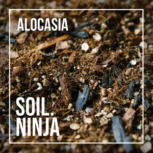 Alocasia Soil Mix Blend 2.5L - image 2