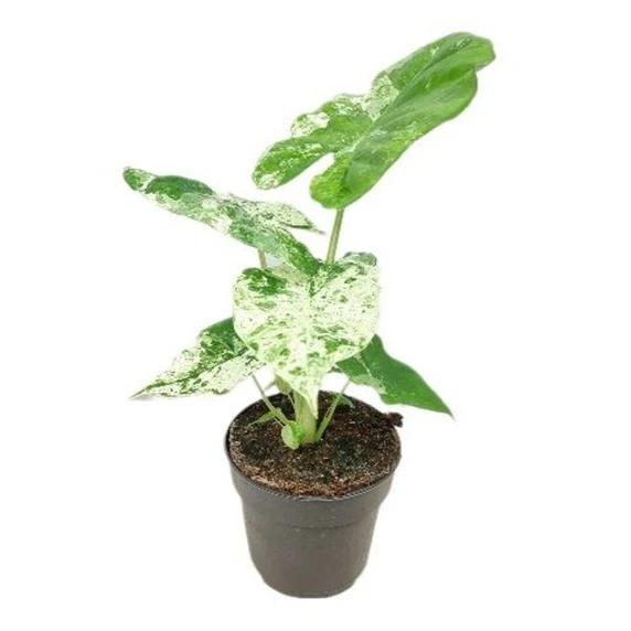 Alocasia macrorrhiza 'Splash' 14cm - image 2